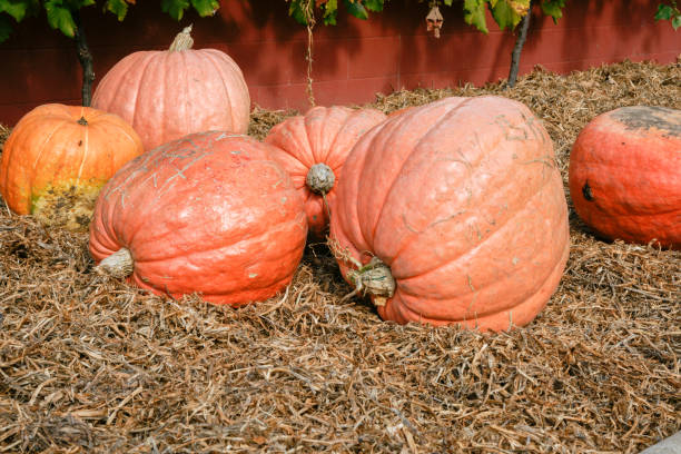istock Giant orange pumpkins harvested 1454705681