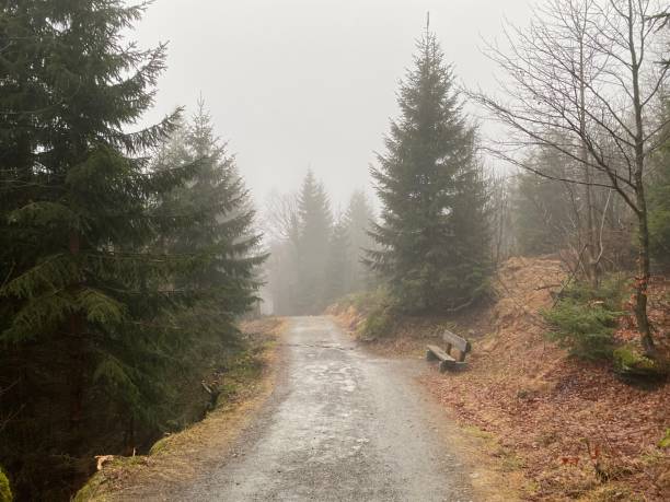 fog when walking in the forest - lumber industry cold day forest imagens e fotografias de stock