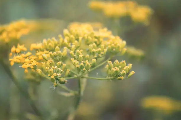 Yellow flower of green dill fennel in garden as natural summer background.