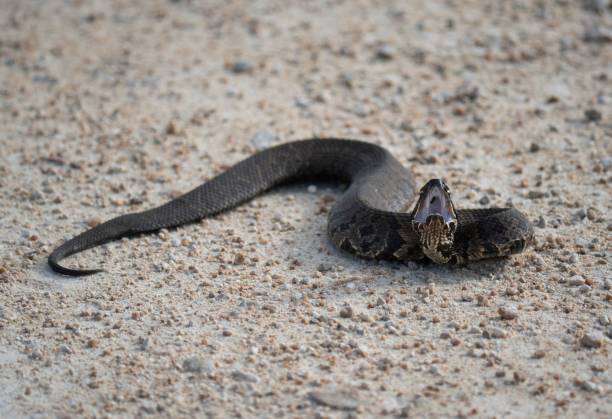 istock Black snake opening its mouth on the ground 1454706767