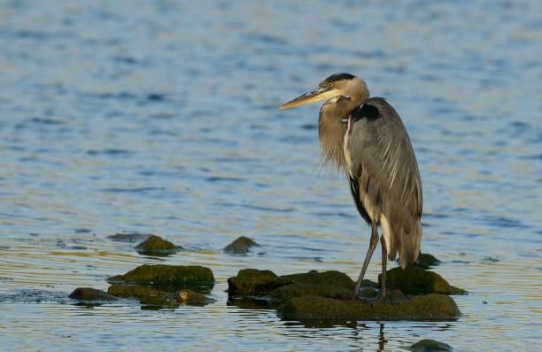 istock Great Blue Heron perched on a mossy stone in the pond 1454706897