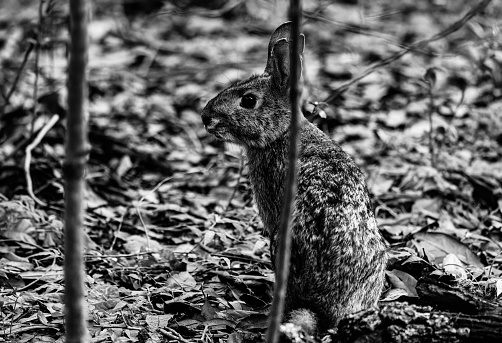 A wild rabbit watches near trailing Himalayan blackberry stems on a greenway in Surrey, British  Columbia. Overcast morning in autumn.