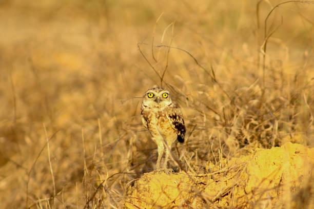 istock THE LOOK OF THE OWL 1454709372
