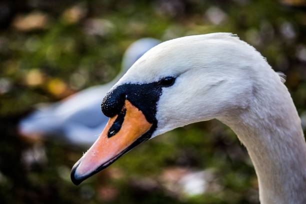 istock Swans head looking down at the ground 1454709388