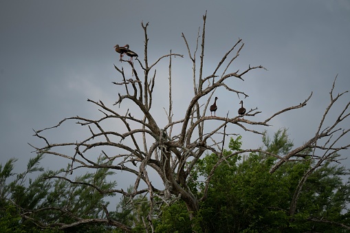 A group of birds perching on a tree during night time