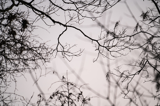 Looking up at bare branches in winter at dusk.