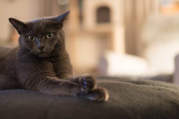 A gray cat makes eye contact while resting with feet crossed.
