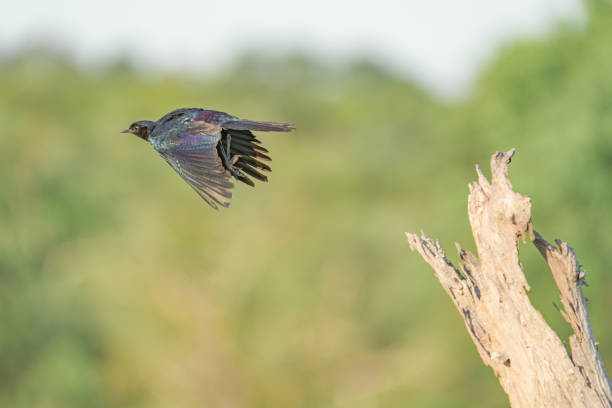 Cape Starling takes flight stock photo