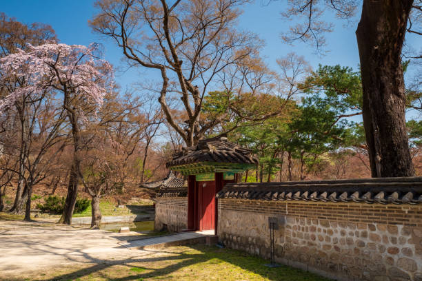 Gate aside cherry blossomed tree in the Huwon secret garden of Changdeokgung Palace, Seoul, South Korea. stock photo