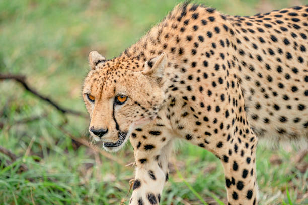 istock Adult Cheetah 1454711505