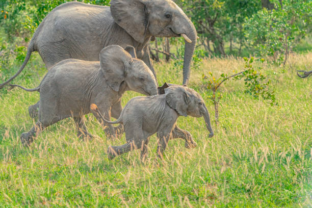 African Elephants stock photo
