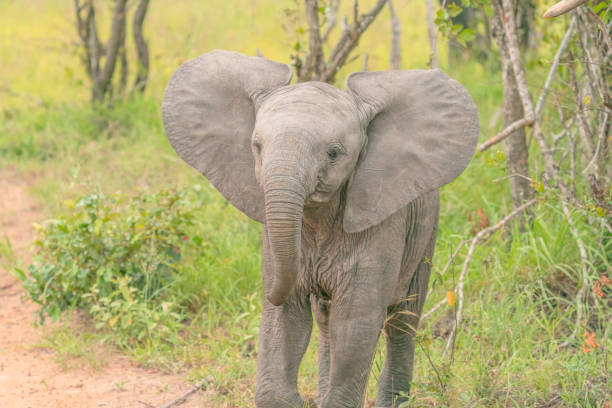 African Elephant Baby stock photo