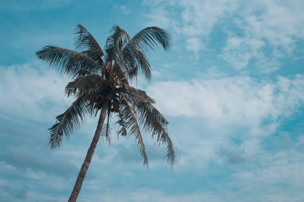 istock a lush coconut tree against a bright blue sky in the background 1454716480