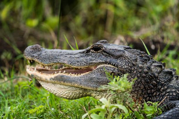 istock Hungry crocodile lying on the ground in the zoo 1454716662
