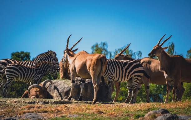istock Wildlife Photography at the Zoo 1454716721