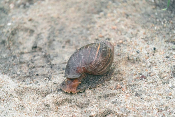 istock Giant African Land Snail 1454717656