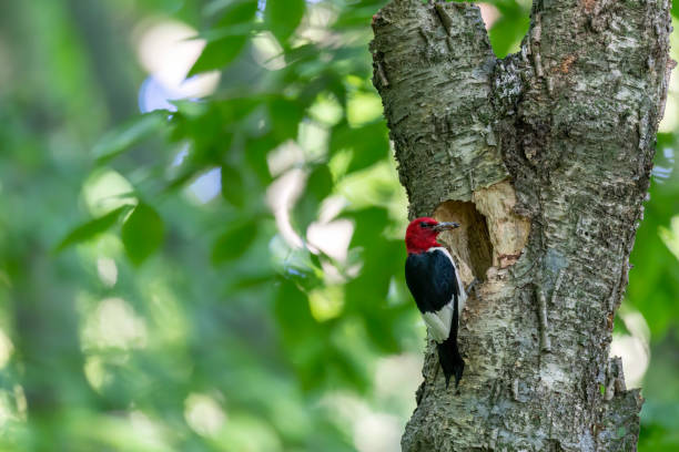 istock The red-headed woodpecker (Melanerpes erythrocephalus) 1454717701