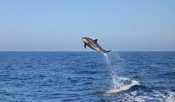 bottlenose dolphin stock photo