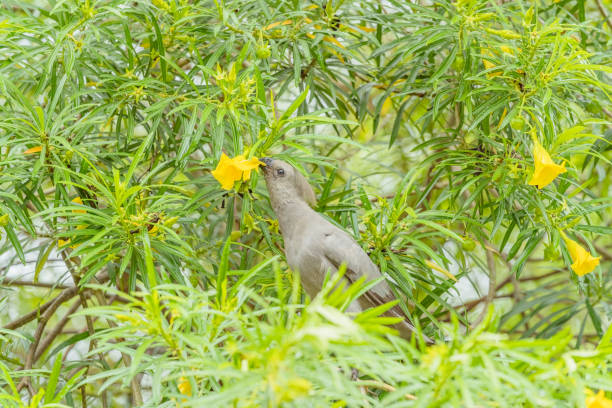 African Gray Go-away Bird stock photo