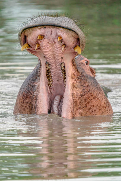 Hippopotamus stock photo