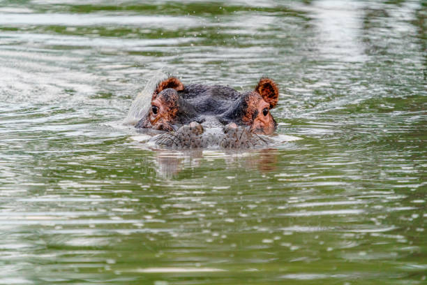 Hippopotamus stock photo