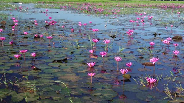 Fields water lilies bloom season in a large flooded lagoon in Tay Ninh, Vietnam