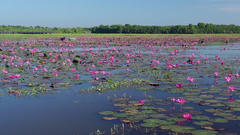 Fields water lilies bloom season in a large flooded lagoon in Tay Ninh, Vietnam