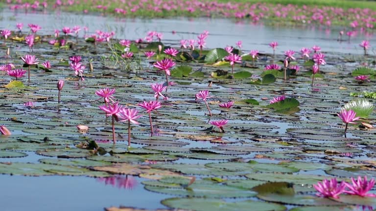 Fields water lilies bloom season in a large flooded lagoon in Tay Ninh, Vietnam