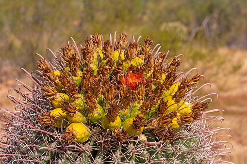 Details of the Flowers of a Barrel Cactus in Saguaro National Park in Arizona