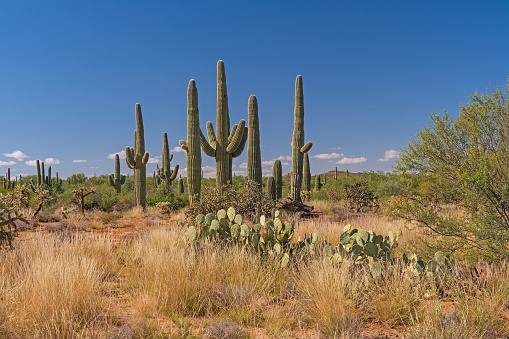 Saguaro Cactus Desert Scene in Saguaro National Park in Arizona