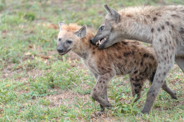 Hyenas stock photo