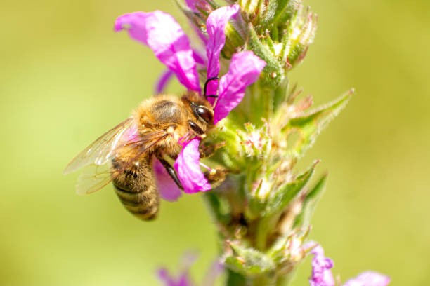 istock Close- up of a bee 1454722755