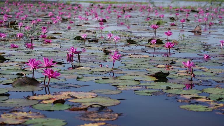 Fields water lilies bloom season in a large flooded lagoon in Tay Ninh, Vietnam