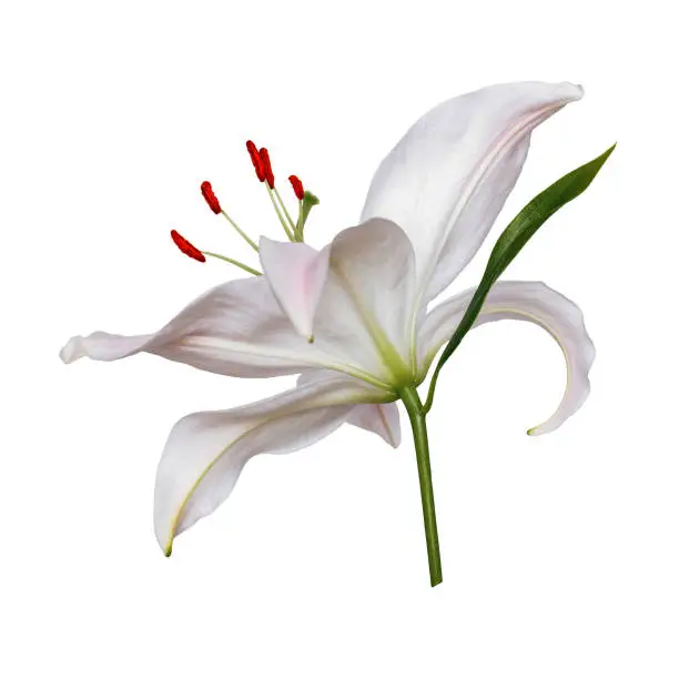 Photo of Lily flower head isolated on white background