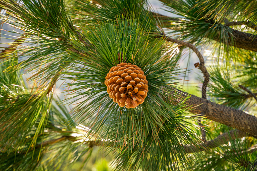 Close up of a pine cone and needles on a tree.