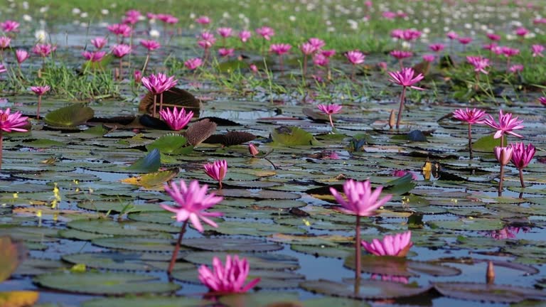 Fields water lilies bloom season in a large flooded lagoon in Tay Ninh, Vietnam