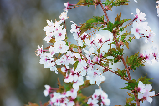 Cherries blooming in springtime