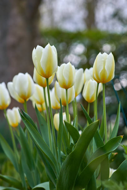 istock White tulips in my garden 1454729364