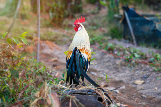 Rooster with beautiful feathers stands on a log at sunrise. Rooster with beautiful feathers stands on a log at sunrise. male red junglefowl gallus gallus stock pictures, royalty-free photos & images