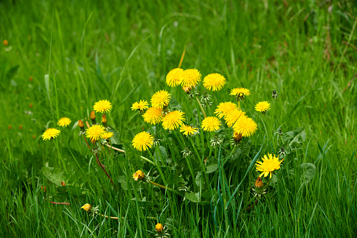 Dandelion is a species of flowering plant in the family Asteraceae. The yellow flowers bloom in spring (March-April) in temperate zones.\nDandelions can be eaten in many ways: they are often added to salad and can be added to any dish as an herb. Dandelions are versatile, their dried roots are sold as a coffee substitute, can be used to make tea, and there’s even dandelion wine. The plant has traditionally been used for medicinal purposes.