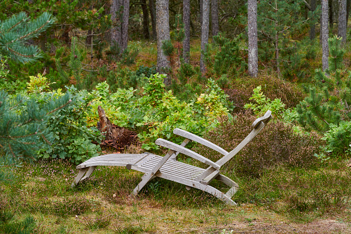 pale green adirondack chair in pine forest