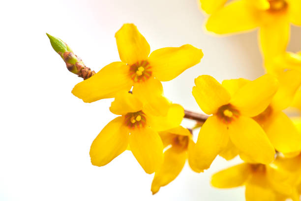 Forsythia in golden spring dress