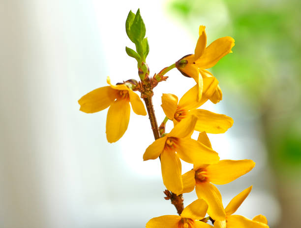 istock Forsythia in my garden 1454729436