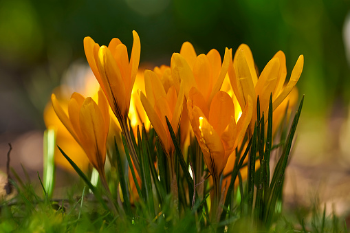 Top view of flowering purple crocus in spring garden - elective focus, copy space