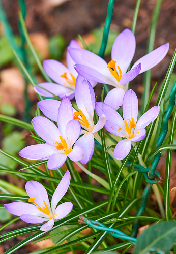 Beautiful violet crocus flowers growing in the grass, the first sign of spring. Seasonal easter background with copyspace