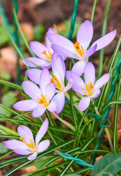 Beautiful crocus stock photo