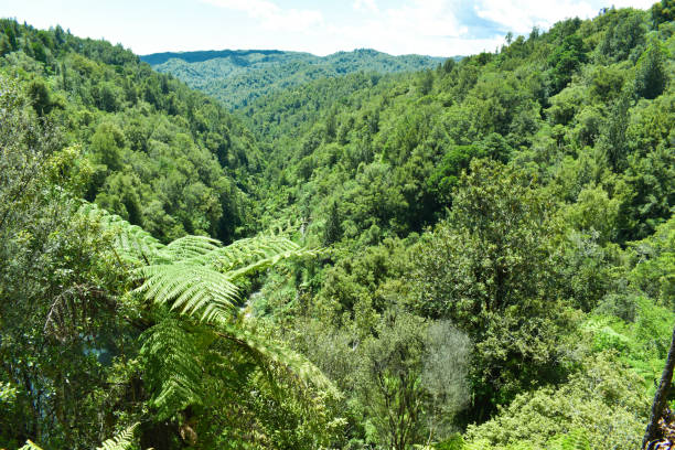 istock Rich dense forest stock photo 1454730125