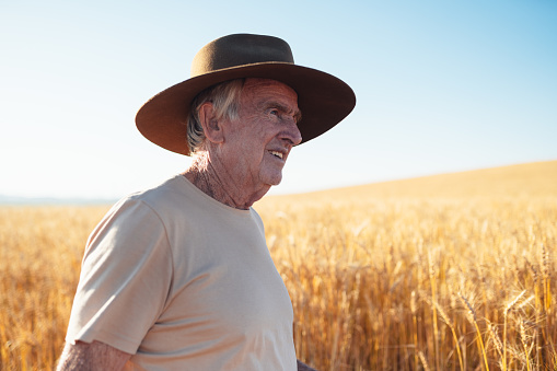 A proud midwestern American farmer stands in his field of wheat, ready to harvest, while a vast expanse of fertile open farmland spreads out beyond. Scene  represents \