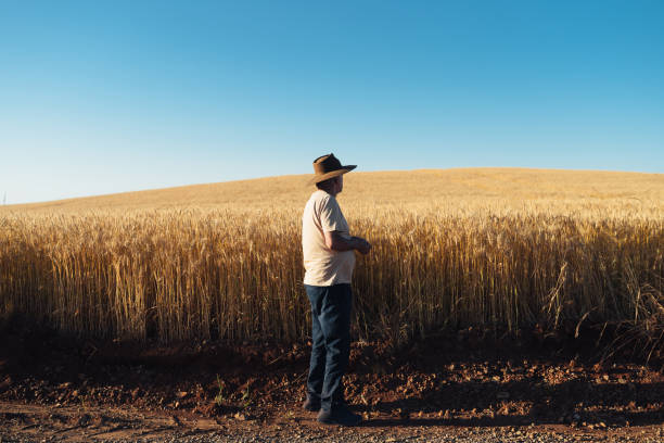 istock Farmer in wheat plantation 1454731002