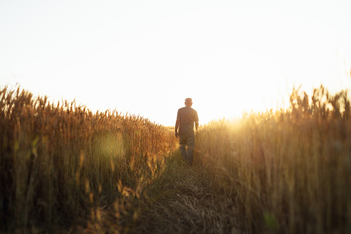 Farmer walking in the wheat field